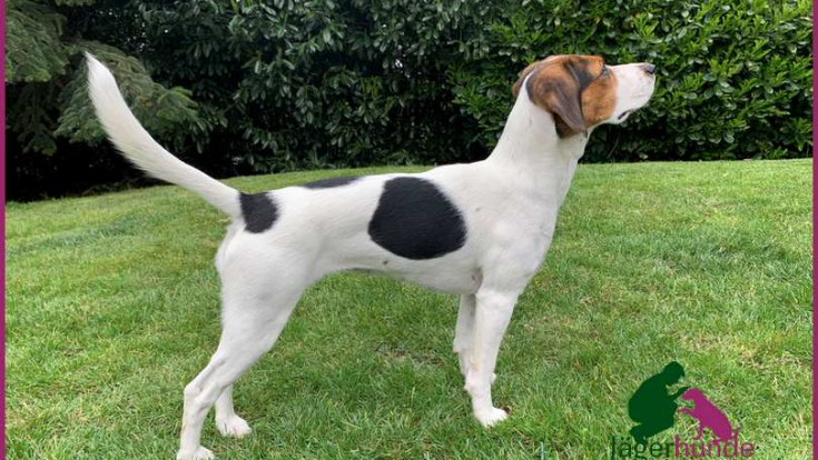 Amy - Beagle-Mix 